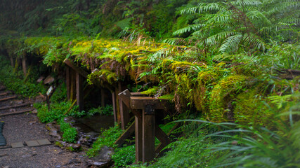 Taiwan, Yilan County, Taiping Mountain, Jianqing Old Road, famous, tourist attraction