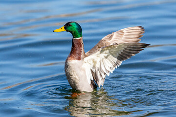 Colorful duck with open wings on the waters of the pond