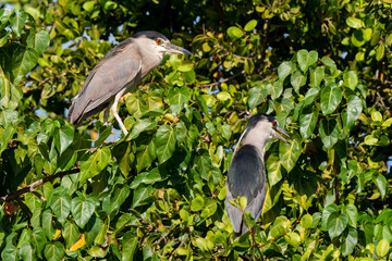 Fototapeta premium Bihoreau gris, Héron bihoreau,.Nycticorax nycticorax, Black crowned Night Heron
