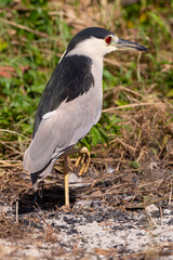 Bihoreau gris, Héron bihoreau,.Nycticorax nycticorax, Black crowned Night Heron