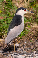 Naklejka premium Bihoreau gris, Héron bihoreau,.Nycticorax nycticorax, Black crowned Night Heron