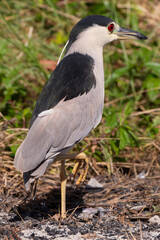Bihoreau gris, Héron bihoreau,.Nycticorax nycticorax, Black crowned Night Heron