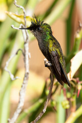 Colibri huppé, .Orthorhyncus cristatus,  Antillean Crested Hummingbird, Ile de Saint Martin, Antilles