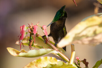 Colibri huppé, .Orthorhyncus cristatus,  Antillean Crested Hummingbird, Ile de Saint Martin, Antilles