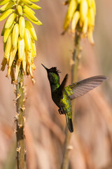 Colibri huppé, .Orthorhyncus cristatus,  Antillean Crested Hummingbird, Ile de Saint Martin, Antilles