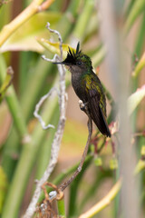 Colibri huppé, .Orthorhyncus cristatus,  Antillean Crested Hummingbird, Ile de Saint Martin, Antilles