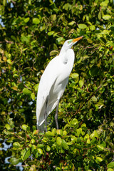 Grande Aigrette,. Ardea alba, Great Egret