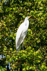 Grande Aigrette,. Ardea alba, Great Egret