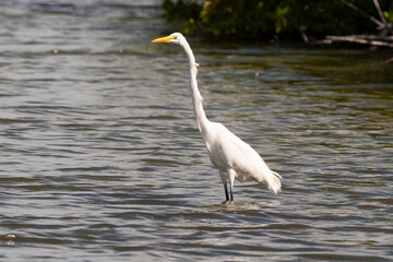 Grande Aigrette,. Ardea alba, Great Egret