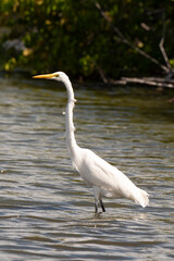 Grande Aigrette,. Ardea alba, Great Egret