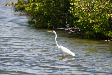 Grande Aigrette,. Ardea alba, Great Egret