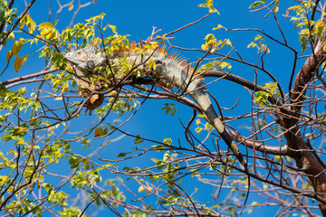 Iguane vert , Iguane commun, Iguana iguana