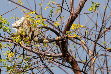 Iguane vert , Iguane commun, Iguana iguana