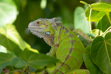 Iguane vert , Iguane commun, Iguana iguana