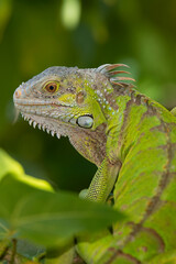 Iguane vert , Iguane commun, Iguana iguana