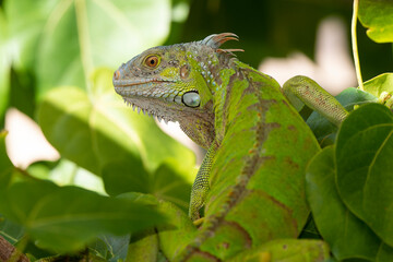 Iguane vert , Iguane commun, Iguana iguana