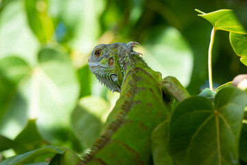 Iguane vert , Iguane commun, Iguana iguana