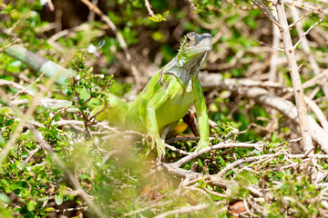 Iguane vert , Iguane commun, Iguana iguana