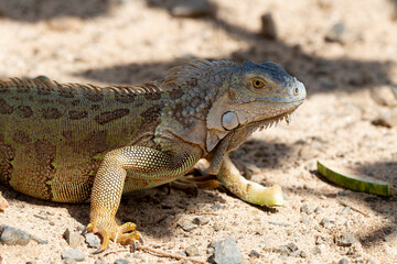 Iguane vert , Iguane commun, Iguana iguana