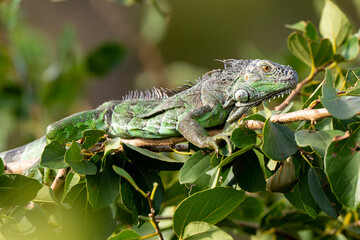 Iguane vert , Iguane commun, Iguana iguana