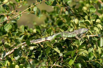 Iguane vert , Iguane commun, Iguana iguana