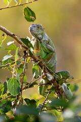 Iguane vert , Iguane commun, Iguana iguana