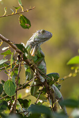 Iguane vert , Iguane commun, Iguana iguana
