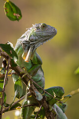 Iguane vert , Iguane commun, Iguana iguana