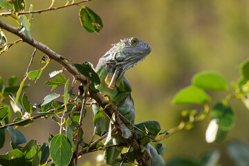 Iguane vert , Iguane commun, Iguana iguana