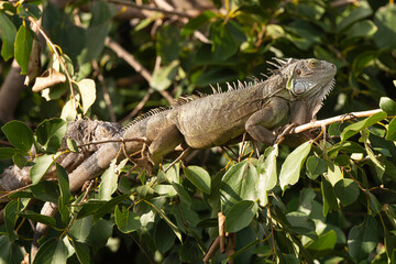 Iguane vert , Iguane commun, Iguana iguana