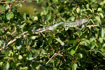 Iguane vert , Iguane commun, Iguana iguana