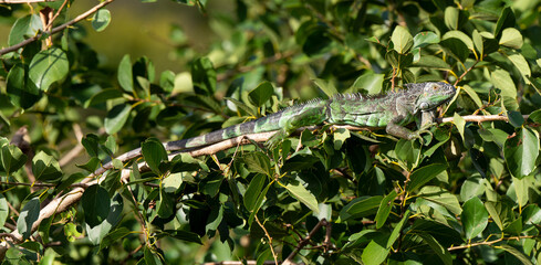 Iguane vert , Iguane commun, Iguana iguana