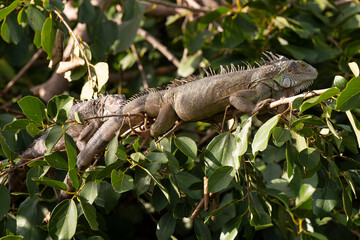 Iguane vert , Iguane commun, Iguana iguana