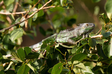 Iguane vert , Iguane commun, Iguana iguana