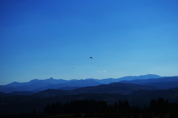 Flying crows in the blue sky above the forest.