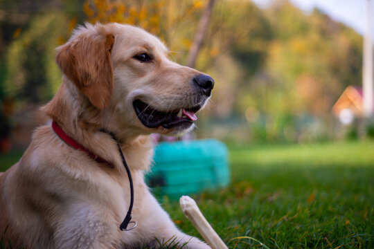 Golden Retriever dog in nature