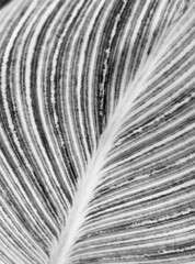 Black and white leaf texture