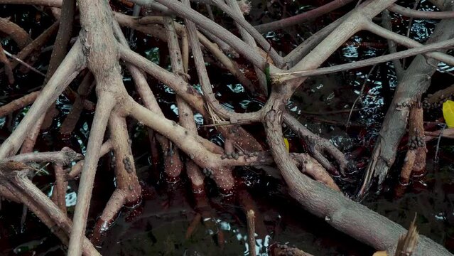 Exposed Roots of a Mangrove Tree by the Ocean