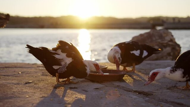 Ducks pecking food oa a stone pier