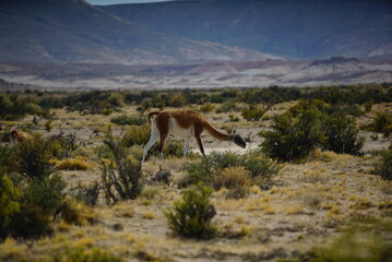guanaco en las montañas 
