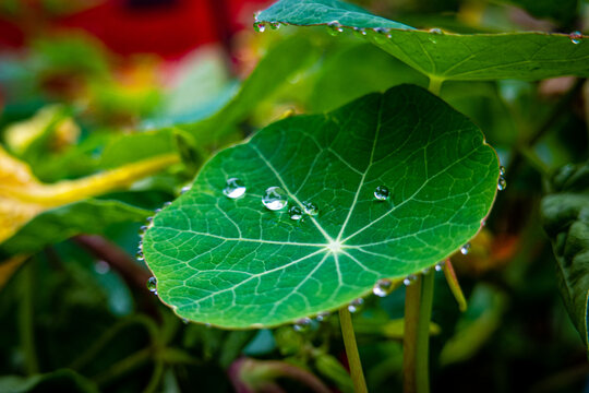 Leaf with water drops
