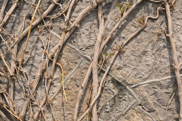Light concrete wall overgrown with dry climbing plants as a background