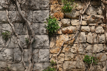 Surface of wall of large light stones and dry dead and living plants on it in half as a background
