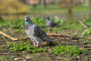 pigeon  walking on the ground with sand and plants in a parc animal in the city