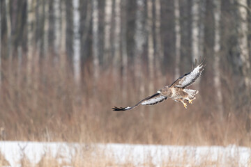 The Buzzard (Buteo buteo)