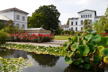 Seerosen Botanischer Garten Bonn
