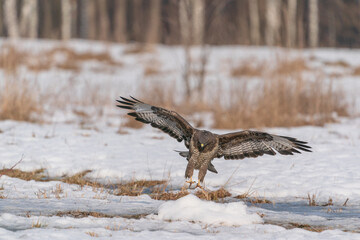 The Buzzard (Buteo buteo)
