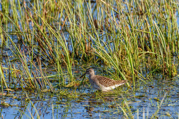 Wood Sandpiper walking among the grass straws in the water