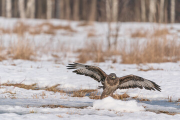 The Buzzard (Buteo buteo)