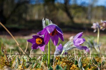 Pasque flowers in bloom on a meadow